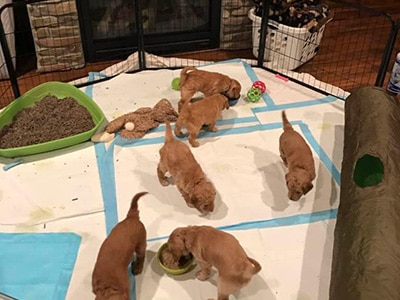 Puppies eating and playing