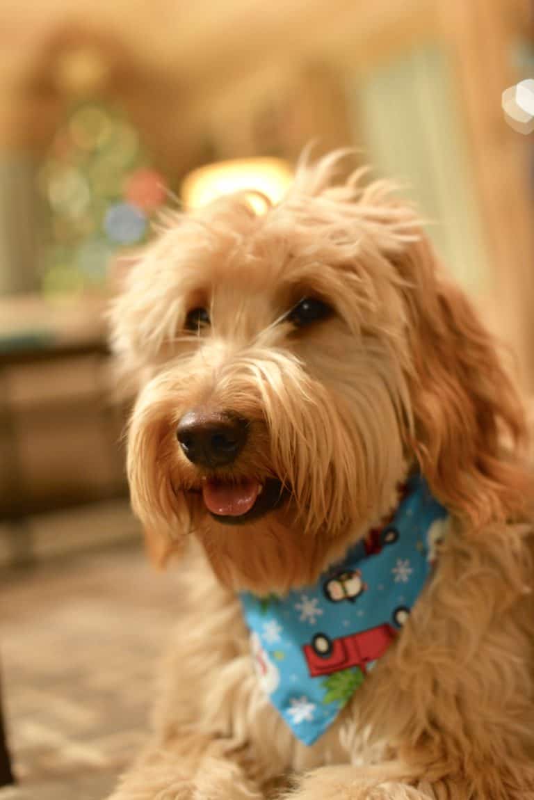 Our Doodle Gallery - Timber Rock Doodles