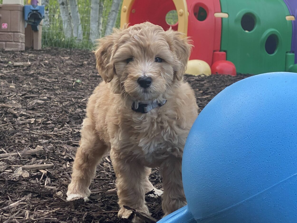 Goldendoodles for Sale Archives Timber Rock Doodles